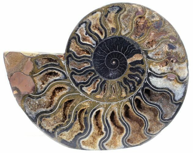 Split Black/Orange Ammonite (Half) - Unusual Coloration #55710